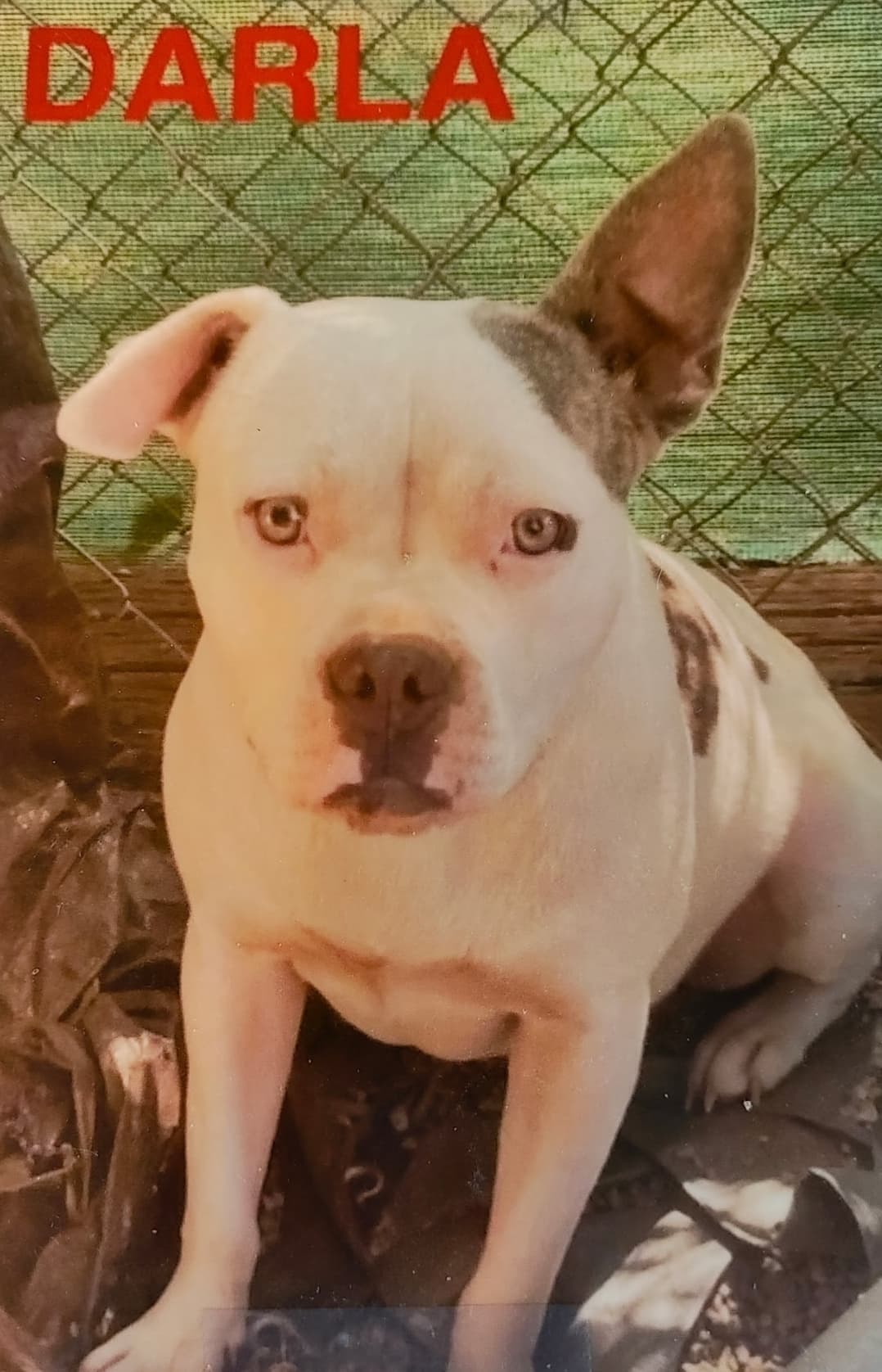 Darla