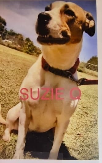 Suzie Q